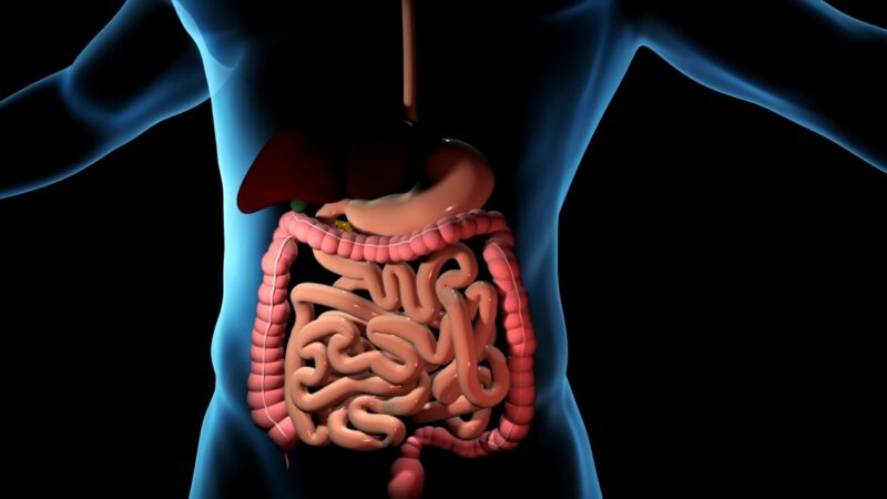 Digestive System